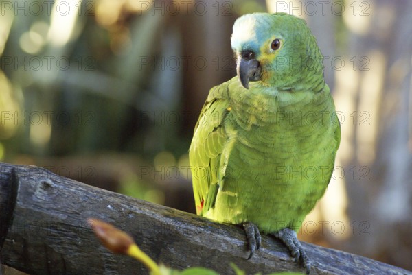 Parrot, Blue-fronted Parrot, Amazon aestiva, Pantanal, Mato Grosso do Sul, Brazil ATENÇÃO: NÃO