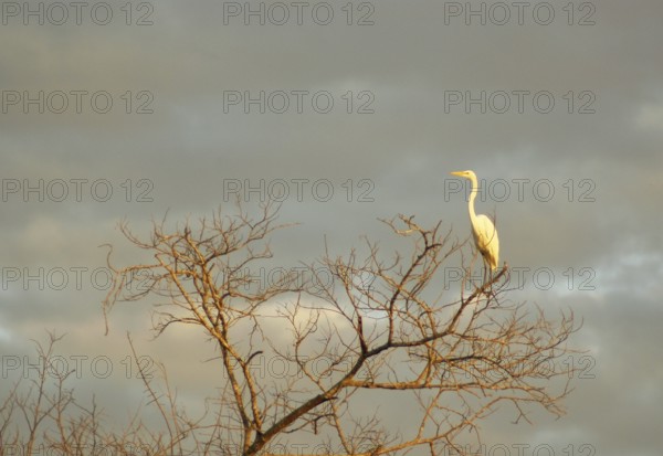 Heron-white, Great Egret, Ardea Alba, Pantanal, Mato Grosso do Sul, Brazil ATENÇÃO: NÃO PODEMOS