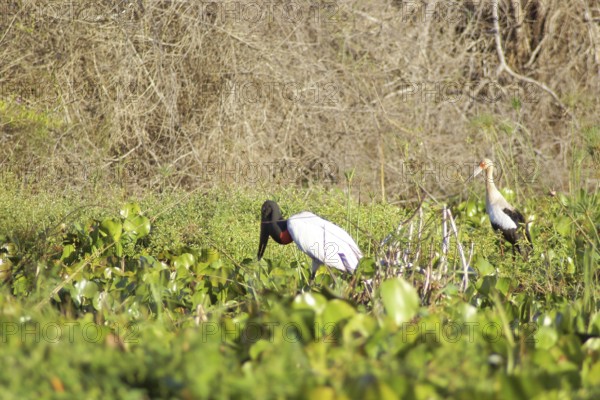 Tuiuiu or Jaburu, Jabiru Stork, Jabiru mycteria, Tabuiaia, Maguari Stork, Ciconia Maguari, Euxenura