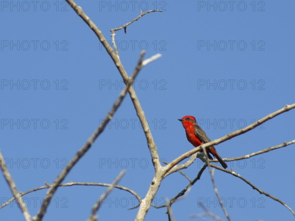 Príncipe, Verão, Vermilion Flycatcher, Pyrocephalus rubinus, Pantanal, Mato Grosso do Sul, Brazil