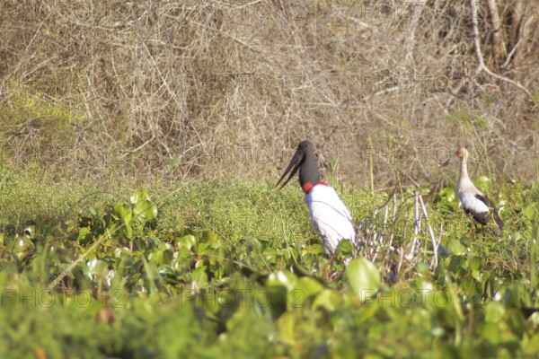Tuiuiu or Jaburu, Jabiru Stork, Jabiru mycteria, Tabuiaia, Maguari Stork, Ciconia Maguari, Euxenura