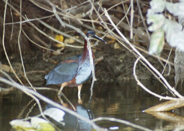 Soco beija-flor, Chestnut-bellied Heron, Agamia agami, Pantanal, Mato Grosso do Sul, Brazil