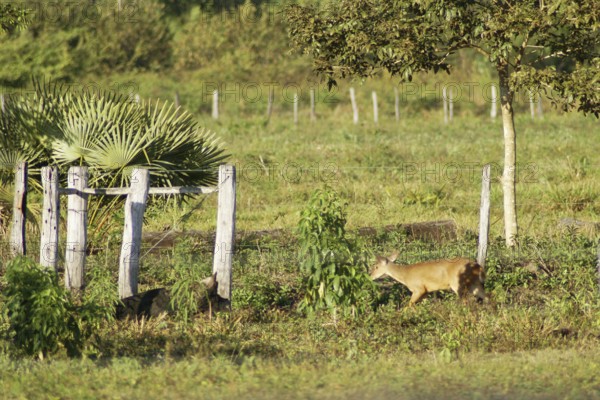 Deer of the Swampland, Nestling, Pantanal, Mato Grosso do Sul, Brazil ATENÇÃO: NÃO PODEMOS