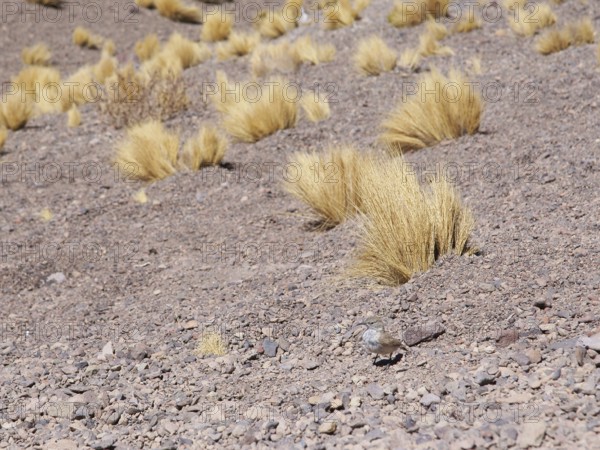 Sector Lagunas Miscanti y Miñiques, Los Flamencos Reserve National, Atacama Desert, Region de