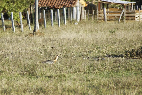 Curicaca-of-neck-yellow, Buff-necked Ibis, Theristicus caudatus, Pantanal, Mato Grosso do Sul,