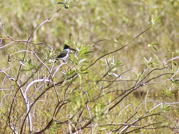 Amazonian Kingfisher femã, Pantanal, Mato Grosso do Sul, Brazil ATENÇÃO: NÃO PODEMOS REPRESENTAR