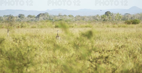 Emu, Rhea americana, Rheidae, Pantanal, Mato Grosso do Sul, Brazil ATENÇÃO: NÃO PODEMOS REPRESENTAR