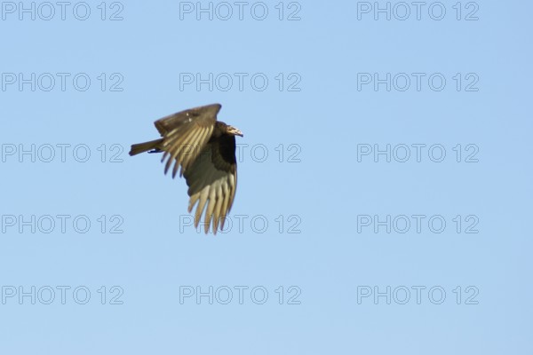 Birds vulture flying, Pantanal, Mato Grosso do Sul, Brazil ATENÇÃO: NÃO PODEMOS REPRESENTAR ESSA