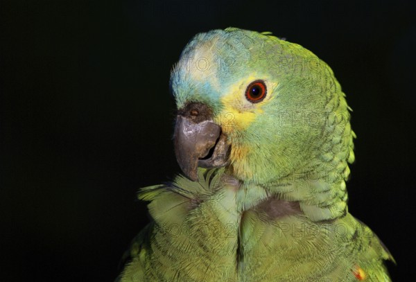 Parrot, Blue-fronted Parrot, Amazon aestiva, Pantanal, Mato Grosso do Sul, Brazil ATENÇÃO: NÃO