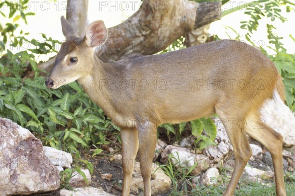 Deer of the Swampland, Nestling, Pantanal, Mato Grosso do Sul, Brazil ATENÇÃO: NÃO PODEMOS