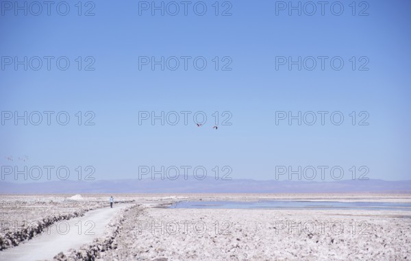 Los Flamecos Reserve National, Salar do Atacama, Atacama Desert, Region of Antofagasta, Santiago,