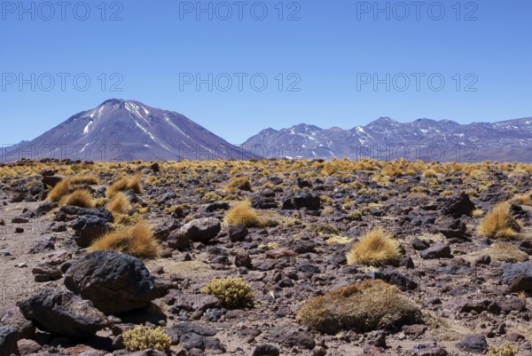 Sector Lagunas Miscanti y Miñiques, Los Flamencos Reserve National, Atacama Desert, Region de