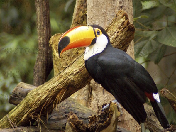 Toucan, Aves Park, Foz do Iguaçu, Paraná, Brazil