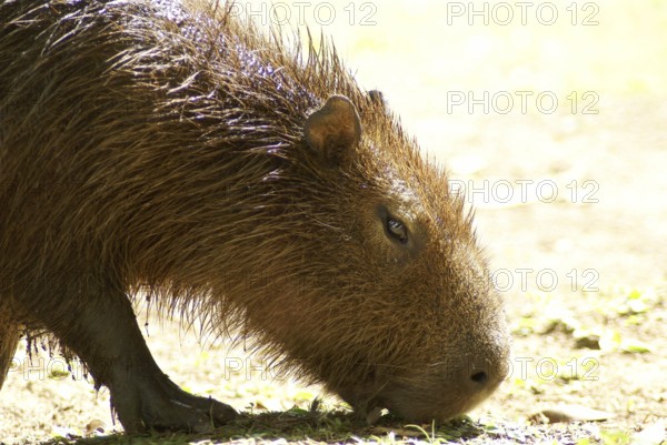 Animal, Capybara, Horto Florestal Park, São Paulo, Brazil
