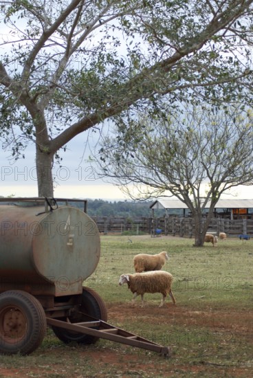 Sheep, Cabeceira do Prata Farm, Rio da Prata, Bonito, Mato Grosso do Sul, Brazil