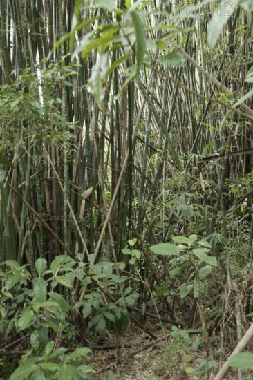 Bamboo, Nature, Ilha Grande, Rio de Janeiro, Brazil
