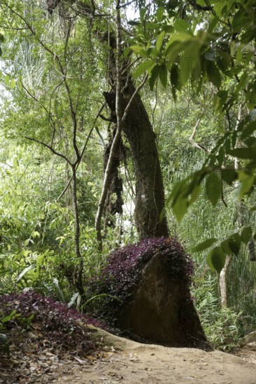 Tree, Forest, Ilha Grande, Rio de Janeiro, Brazil