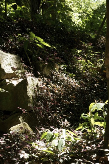 Forest, Nature, Ilha Grande, Rio de Janeiro, Brazil