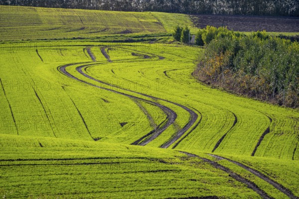 Traces of tractors in a freshly tilled field, first growth of winter grain, near Ratingen, North