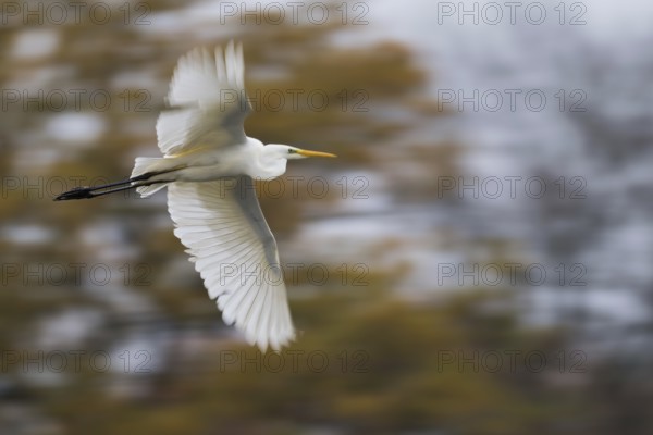 A great egret (Ardea alba) flies with spread wings against an autumnal, blurred background, Hesse,