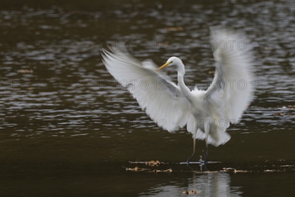 A great egret (Ardea alba) landing on water with wide-stretched wings in a flowing movement, Hesse,
