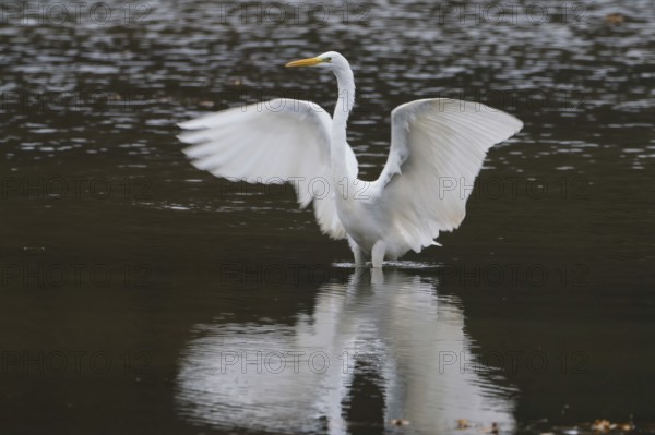 A great egret (Ardea alba) in water spreads its wings and is reflected in the water, Hesse, Germany