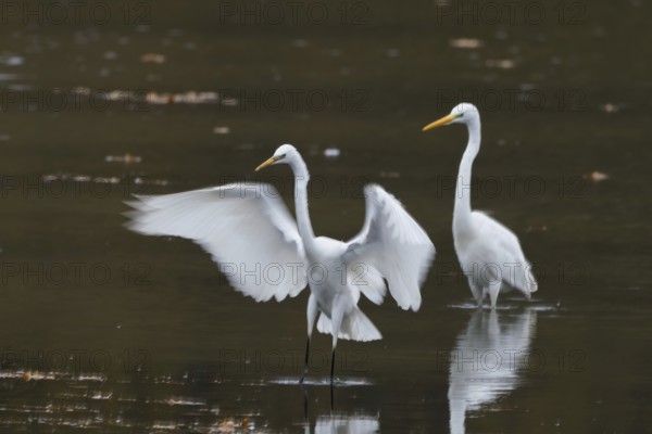 Two great egrets (Ardea alba) standing in water, one spreading its wings, Hesse, Germany