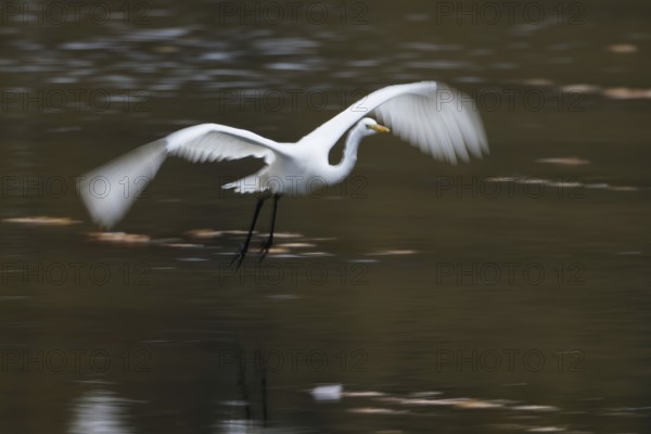 A great egret (Ardea alba) flies over the water, wings extended wide, motion blur, Hesse, Germany