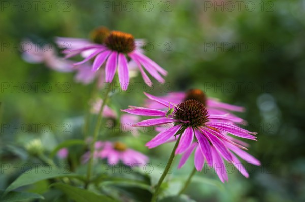 Pink flowers of a coneflower (Echinachea purpurea) in a garden. On the right flower a small green