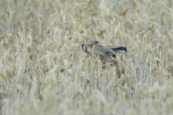 European brown hare (Lepus europaeus) adult animal eating a wheat plant sheath in a farmland field