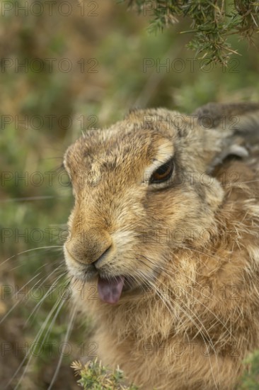 European brown hare (Lepus europaeus) adult animal showing humour or funny behaviour sticking its