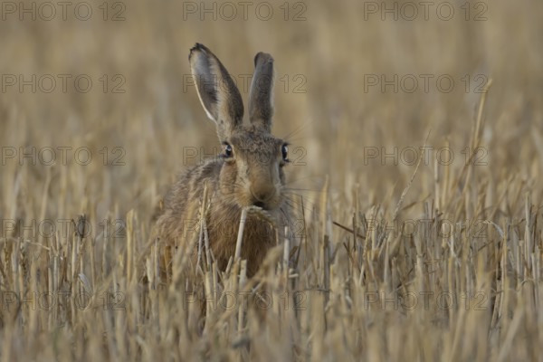 European brown hare (Lepus europaeus) adult animal eating a wheat plant sheath in a farmland