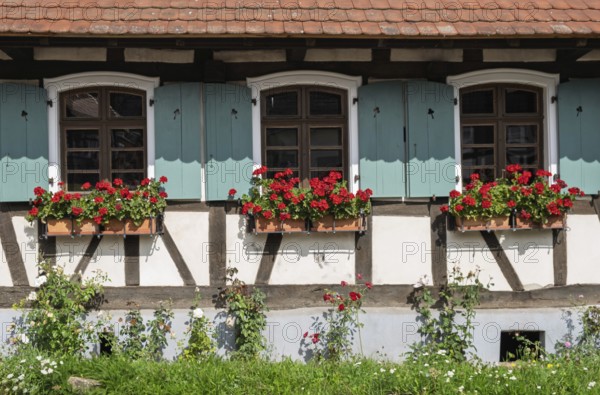 Half-timbered house with green-white painted shutters and red geraniums in flower boxes, Hohwiller,