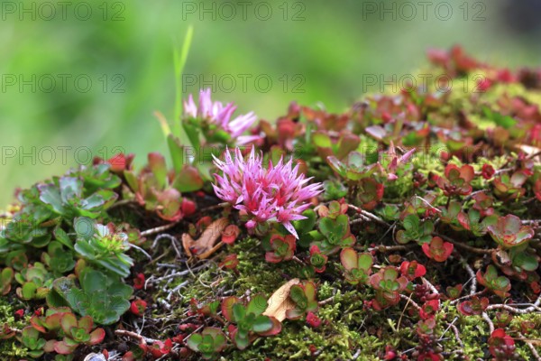 Caucasus stonecrop (Sedum spurium, Phedimus spurius), autumn, Germany
