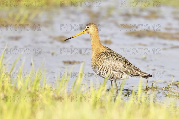 Greenpike (Limosa limosa) runs in shallow water in a moor, snipe birds, wildlife, nature