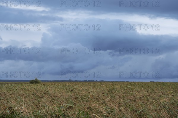Reed, thatch (Phragmites australis) on the lagoon, dark rain clouds (Nimbostratus), Ahrenshoop,