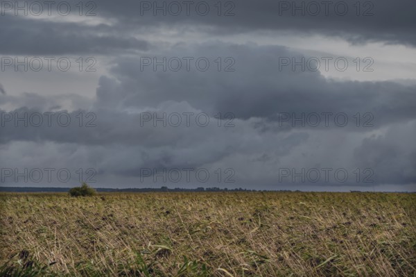 Dark rain clouds (Nimbostratus) above the lagoon, reed, thatch (Phragmites australis), Ahrenshoop,