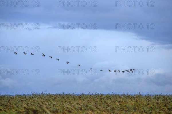 Flying gray geese (Anser anser) over the lagoon with reeds, thatch (Phragmites australis)