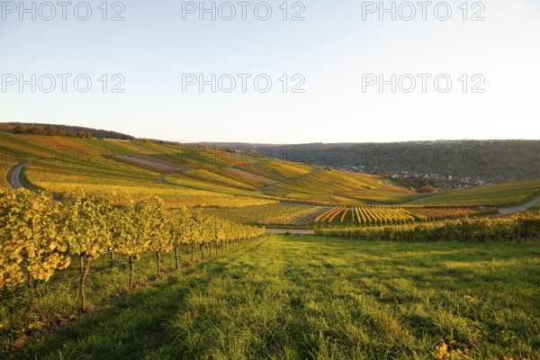 Golden evening sun shines over the colorful vines in the vineyards of Beutelsbach and Weinstadt