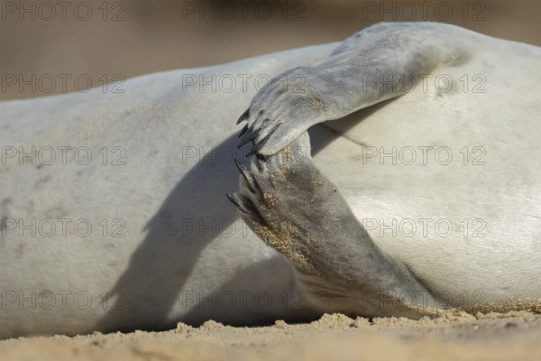 Common seal (Phoca vitulina) adult animal resting on a beach close up of its front flippers