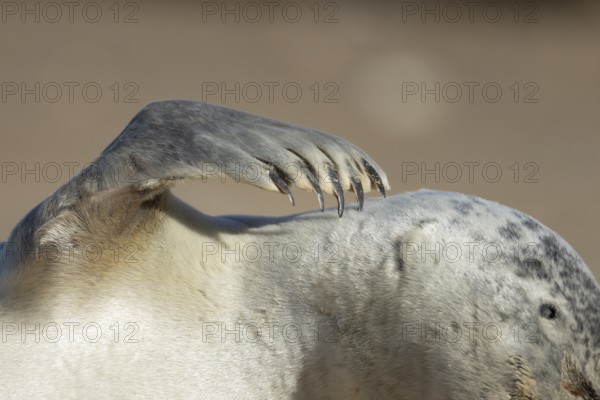 Common seal (Phoca vitulina) adult animal resting on a beach close up of one of its front flippers,