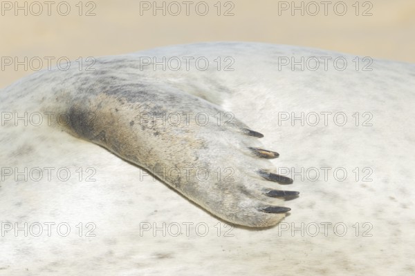 Common seal (Phoca vitulina) adult animal resting on a beach close up of one of its front flippers