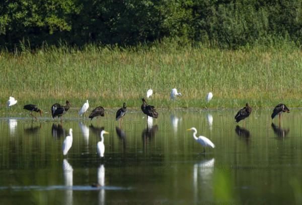 Black storks (Ciconia nigra) and great egret (Ardea alba) in the shallow water zone of a pond,