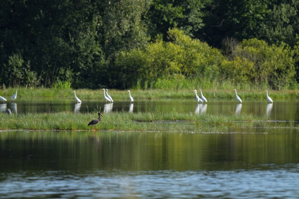 Black stork (Ciconia nigra) and great egret (Ardea alba) in the shallow water zone of a pond, Lower