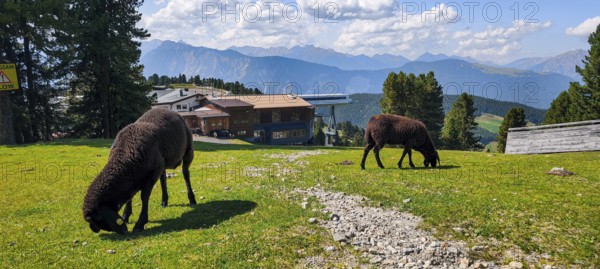 Free-grazing sheep on an alpine pasture near the Acherkogel in the Stubai Alps in Hochoetz, Ötz,