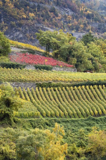 Terraced vineyards in colourful fall colours, yellow, orange and red. Rhone Valley, Valais,