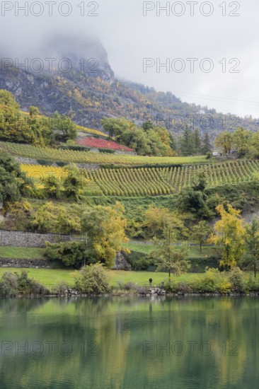 Terraced vineyards in colourful fall colours, yellow, orange and red. In foreground reflection of