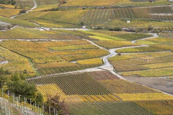 Aerial view of terraced vineyards in colourful fall colours, yellow, orange and red. Roads are