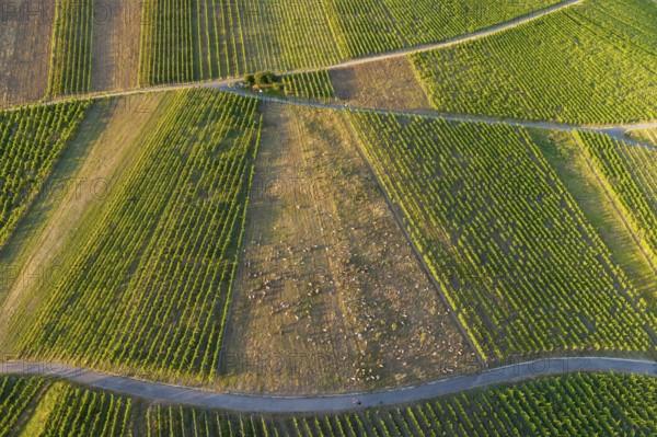 Detailed view of partly rubble vineyards with rows of green vines, sunny summer atmosphere, sheep