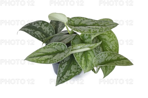 Exotic houseplant called 'Scindapsus Pictus Exotica' or 'Satin Pothos' with velvet texture and